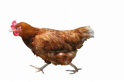Chicken Eggs Laid Egg Rate Playground Animals