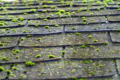 We show you how to maintain your home so that moss doesn't have a chance to grow on regular cleaning and prevention. Removing Moss on Roofs | Moss on Roofs | How to Kill Moss ...