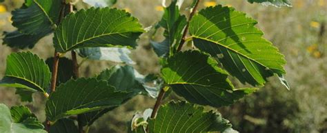 American Elm White Elm Ulmus Americana Valley Forge