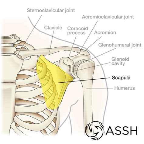 The labrum is a rim of cartilage that surrounds the socket of the shoulder joint. Diagram Of The Shoulder | Shoulder anatomy, Shoulder joint ...