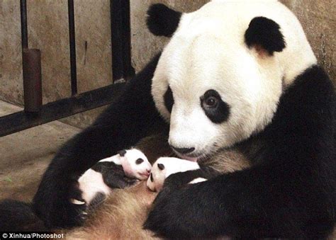 Giant Panda Twins Delight Giant Panda Lou Sheng Wraps A Loving Arm