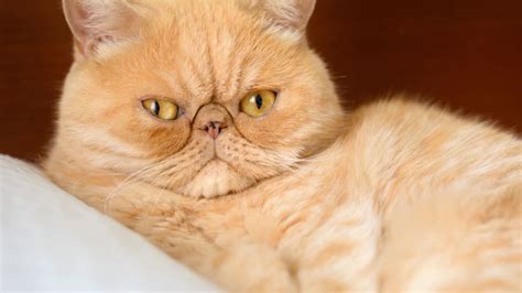 The 20 Most Popular Pedigreed Cat Breeds In America Mental Floss