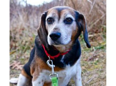 Yet another breeder who offers beagle puppies for sale in multiple states and places. Two Beagles Available For Adoption on South Shore ...