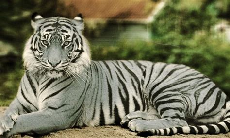 10 Fact About Blue Maltese Tigers You Didnt Know 10 Zap Most