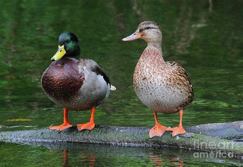 Male And Female Mallard Ducks Photograph By Ken Keener