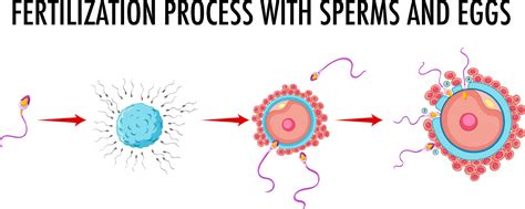 Diagrama Que Muestra El Proceso De Fertilización Con Espermatozoides Y óvulos 6891946 Vector En
