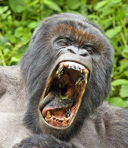 Gorilla Teeth