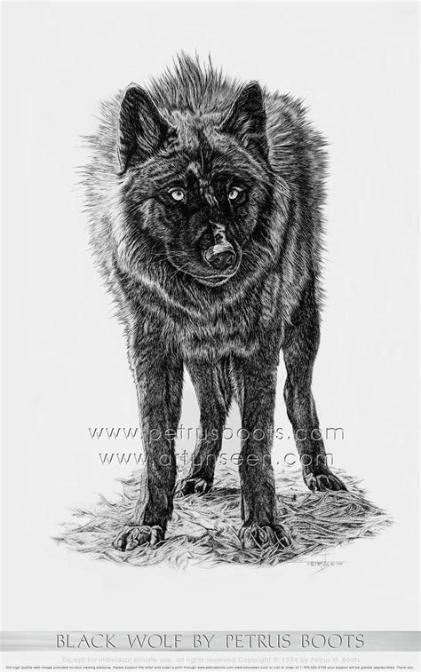 Pick the direction of the light source. The Art of Petrus Boots ~ Black Wolf ~ Brush and India Ink Drawing ~ Art Unseen