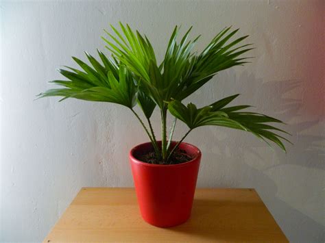 Indoor Palm Plants Add Tropical Elegance To All Areas Of Your Home