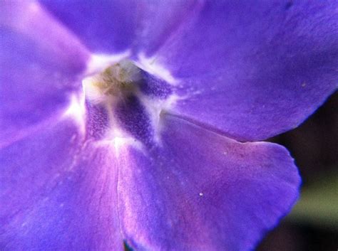 Macro Of Purple Flower 2 Purple Flowers Flowers Photo
