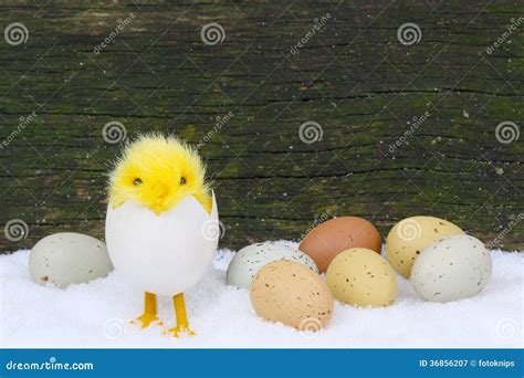 Chicks And Easter Eggs In Snow Stock Image Image Of Greeting Spring