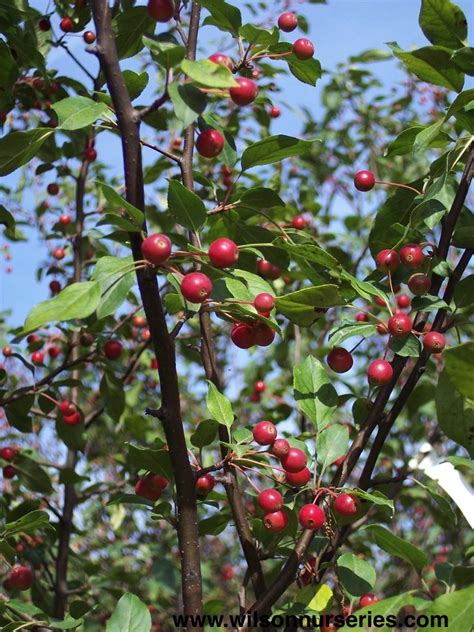 Donald Wyman Flowering Crabapple Wilson Nurseries