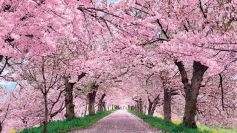 Blooming Cherry Blossoms Wallpapers Wallpaper Cave