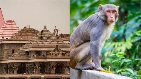 રામ મંદિર આંદોલન બાબરી ધ્વંસ વાંદરાઓની ભૂમિકા Ram Temple Role