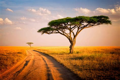 Tmjtc8l1sfm 2250×1500 Serengeti National Park Serengeti Tanzania