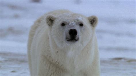 Huge Polar Bear Preys On Camera Crew Bbc Earth Youtube