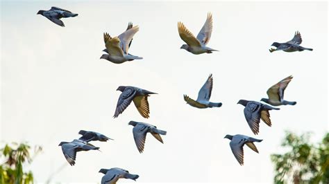 Pigeons Galluvet Oiseaux Et Volaille