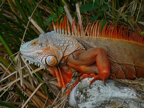 Iguana