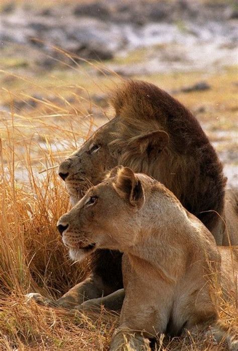 Buy snuff from queenoftheforest.org and experience true authentic herbal products sourced from tribal people in their sacred and ancient home. King And Queen Of The Jungle | Incredible Snaps
