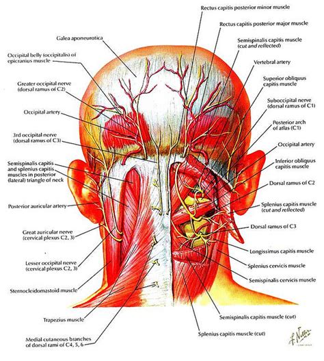 Muscles Of The Head And Neck