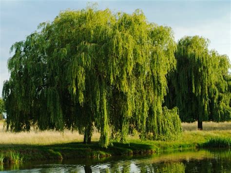 Willow Tree Care Tips For Planting Willow Trees In The Landscape