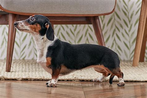 Dachshund Doxie Dog Breed Characteristics And Care