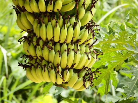 Banana Killing Fungus Reaches The Americas Science Times