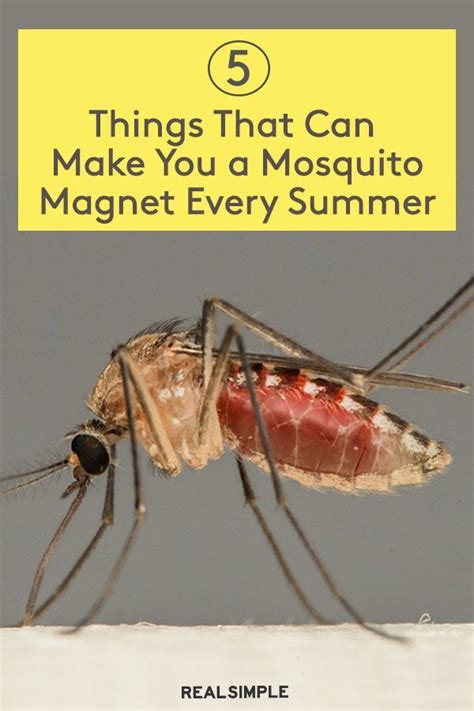 5 Things That Make You A Mosquito Magnet Experts Share Why Certain