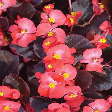 Have A Question About 10 In Fibrous Bronze Leaf Red Begonia Plant