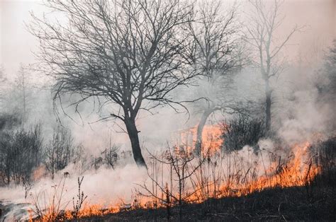 Menjadi Penyebab Kebakaran Hutan Klhk Gugat Dua Perusahaan