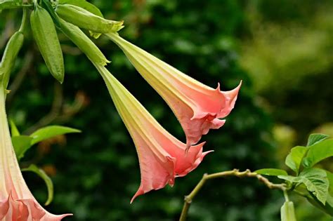 Brugmansia Angels Trumpet Facts And Meaning A To Z Flowers