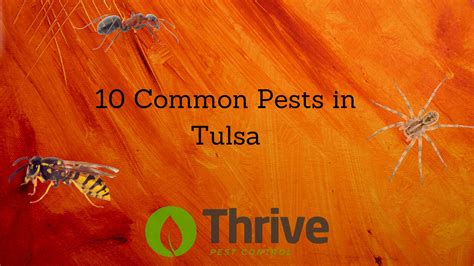 10 Common Pests In Tulsa Thrive Pest Control