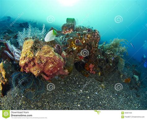 Coral Reef Stock Photo Image 60087325