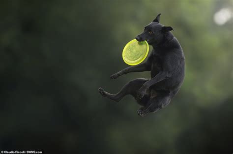 Incredible Action Shots Show Dogs Leaping To Grab Frisbees Australian