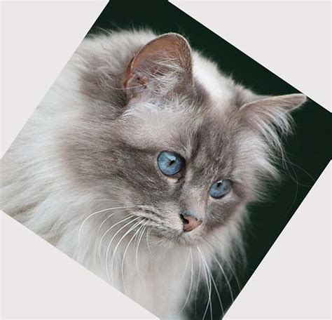 Domestic Cat Breed Biological Science Picture Directory