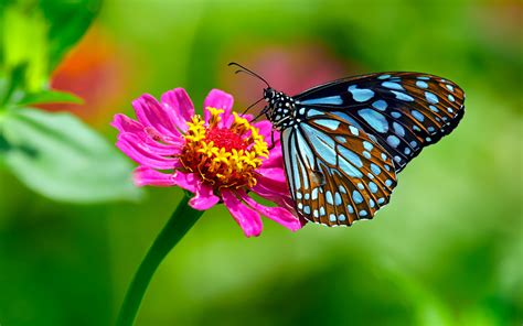 Matheran Has 77 New Species Of Butterflies And Our Hearts Are ...