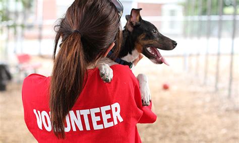 16 Things Shelter Workers And Volunteers Really Wish You Knew Barkpost