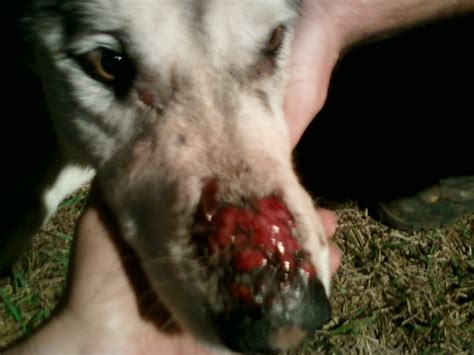 A jumping spider is not nearly harmful to your pets. Day one I noticed a small knot on my dog's snout. There ...