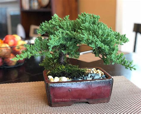 bonsai tree care for beginners basic bonsai