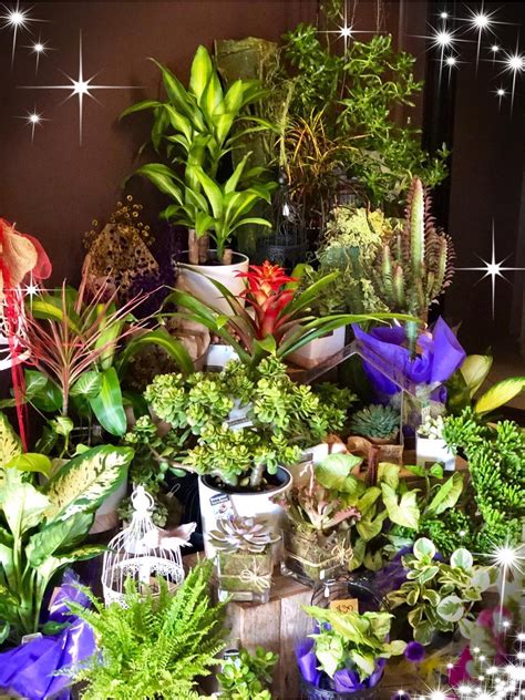 Check spelling or type a new query. Indoor Plant Delivery from florist in Newcastle, NSW