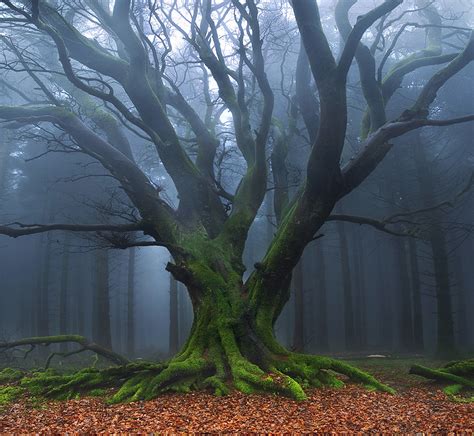 Tower Of The Archmage Sunday Inspirational Image Old Tree