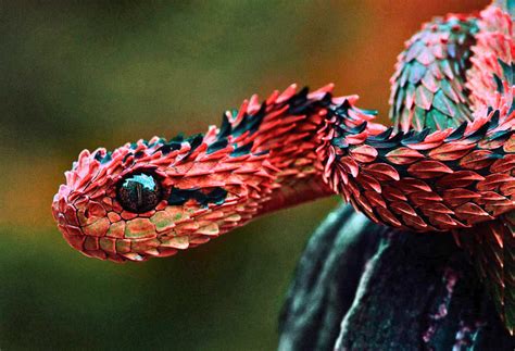 20 Most Venomous Snakes In The World Ranked Owlcation