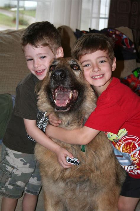 Long coat german shepherds large german shepherds oversized german shepherds family windy acres shepherds in cresco julie walsh. A Raw Food, Real Food Diet for Our German Shepherd Dog ...