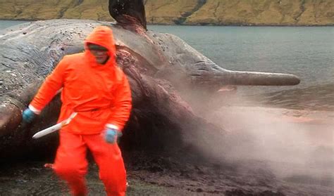 Graphic Video Whale Explodes Sprays Biologist With Guts New York