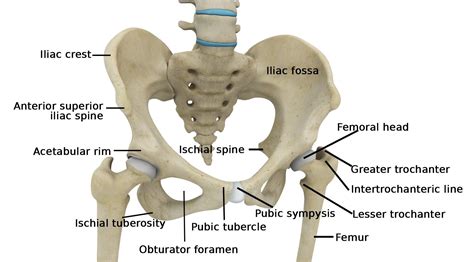 Pin By Yolanda Overvelde On Huesos Cadera In 2021 Hip Anatomy Hip