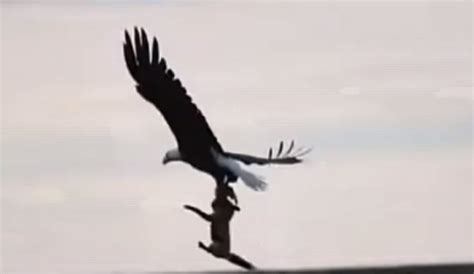 Video Shows Eagle Snatching A Fox Thats Holding A Rabbit Wsvn 7news