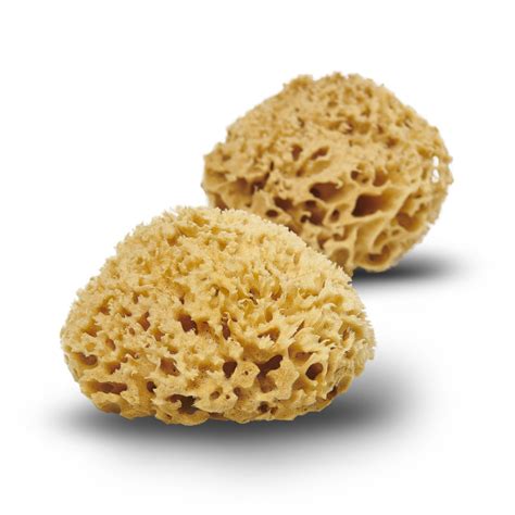 Honeycomb Natural Sponge Mediterranean Sea Sponge Cocoon Eco Living