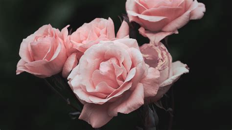 Fond Décran Fleurs Roses Fleur Printemps Flore Bourgeon Pétale