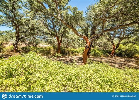 Forest Of Cork Trees Stock Photo Image Of Forest Branch 150101768