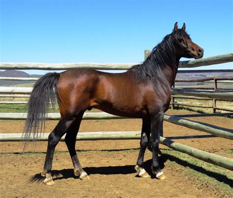 Maybe you would like to learn more about one of these? Beautiful brown bay Arabian horse | Kathiyawadi horse ...
